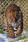 105jaguar_01_by_lydiardwi.jpg